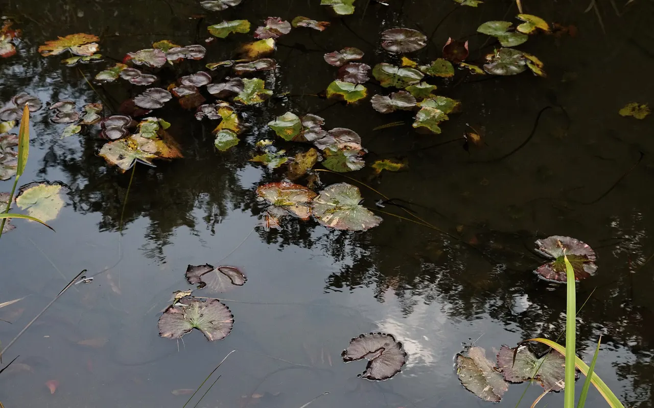 Water lily leaves floating on a dark pond near the Chichu Art Museum